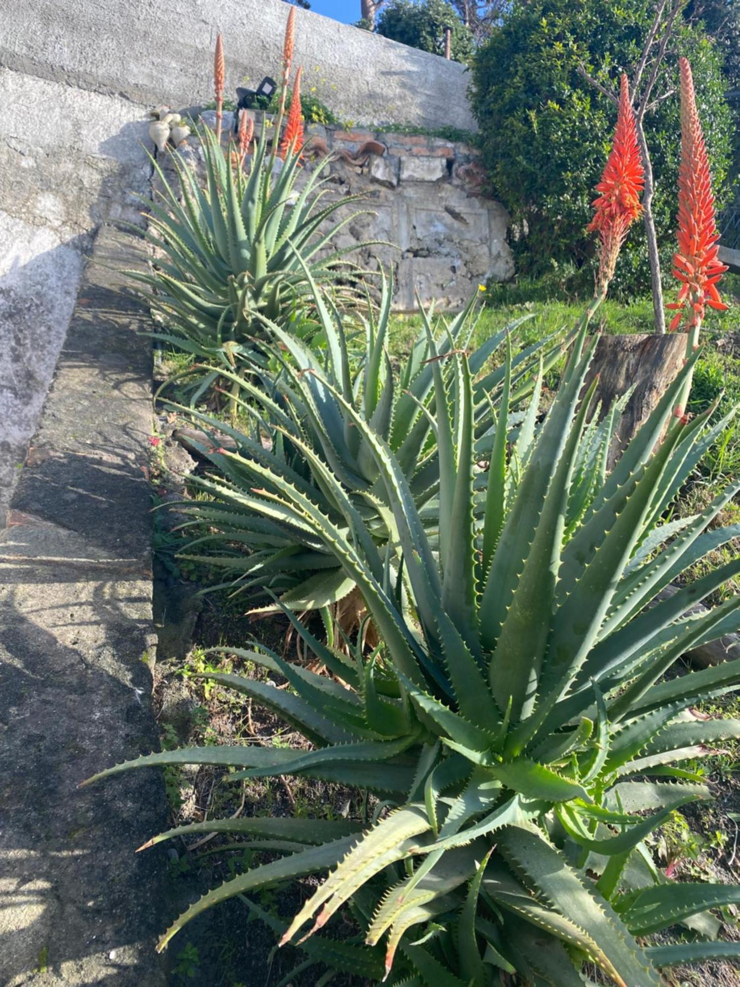 B&B Villa La Petra San Nicola Arcella Exteriör bild